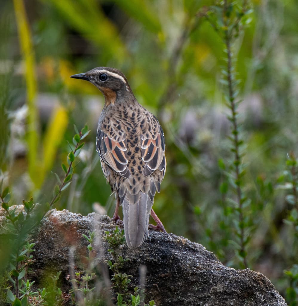 Spotted Quail-thrush