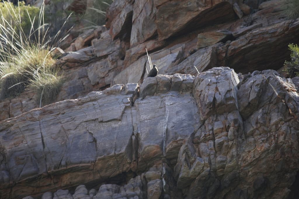 White-quilled Rock Pigeon