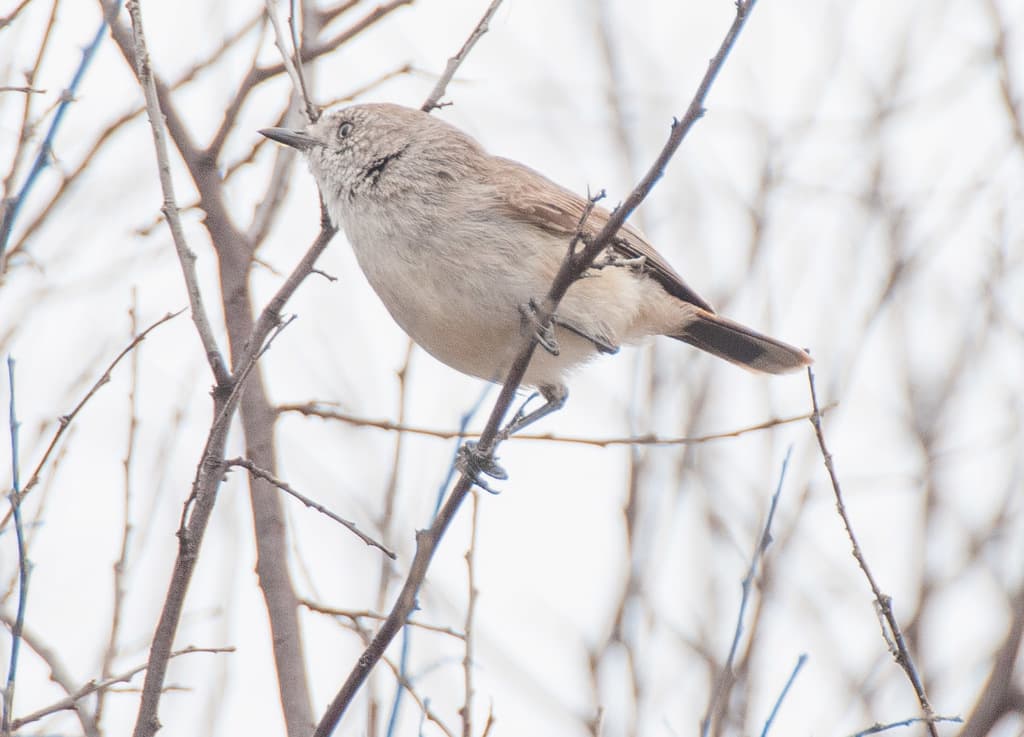 Chestnut-rumped Thornbill