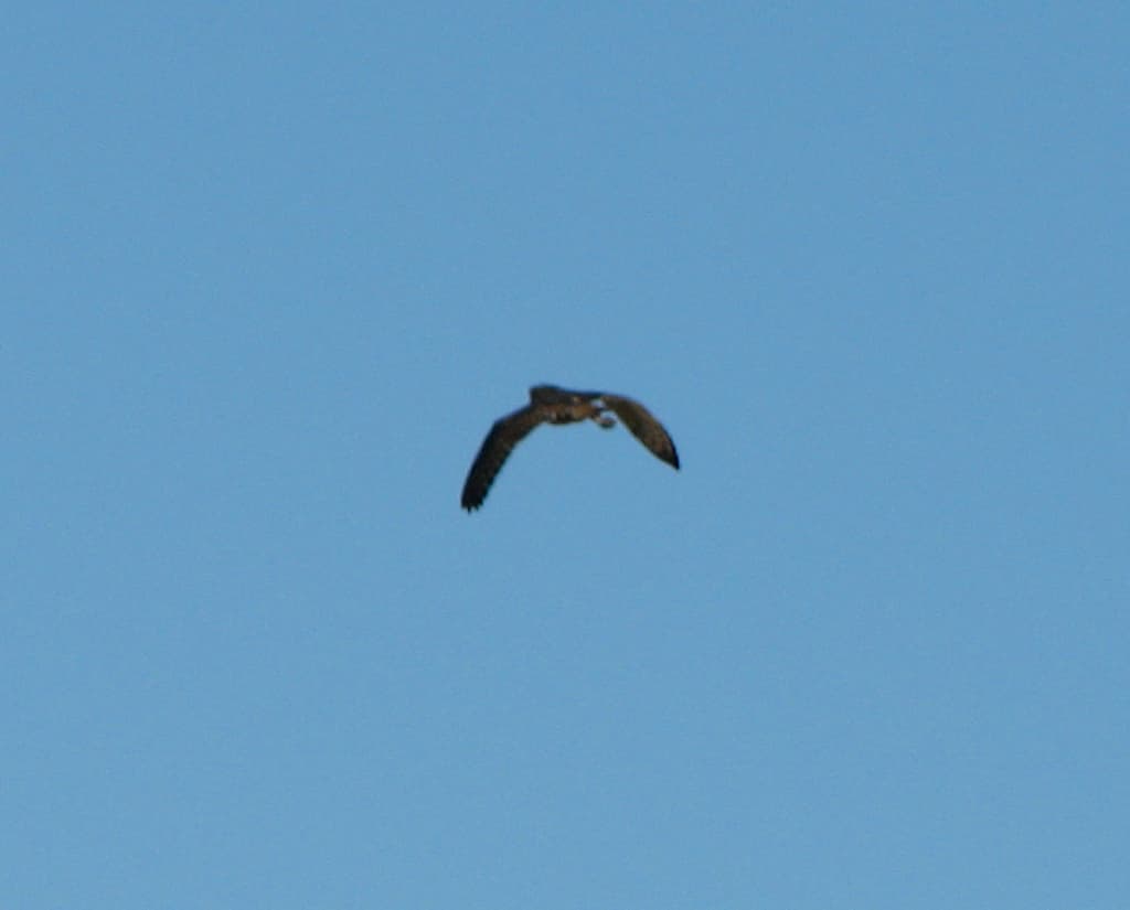 Eastern Grass Owl