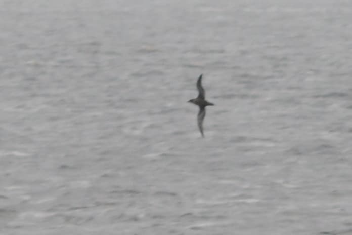 Sooty Shearwater
