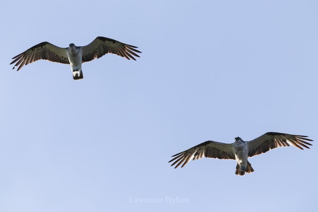 Eastern Osprey