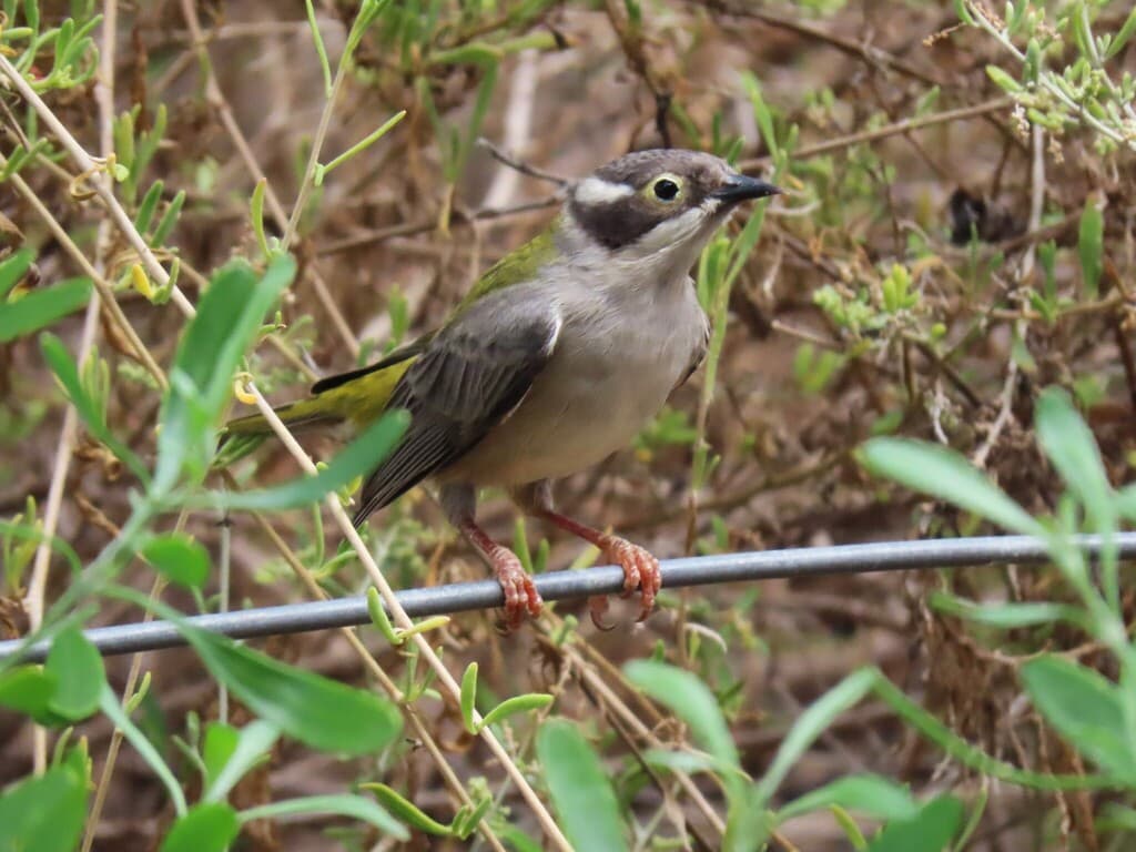 Brown-headed Honeyeater