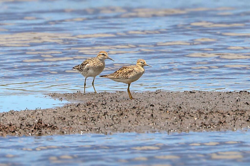 Buff-breasted Sandpiper