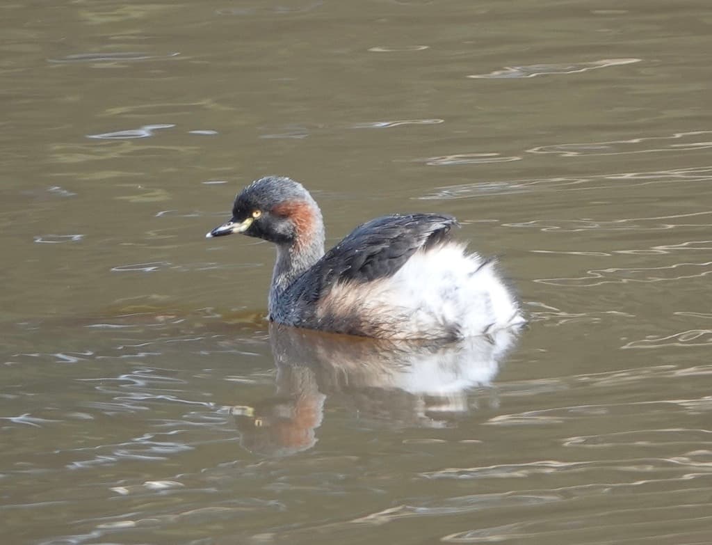 Australasian Grebe