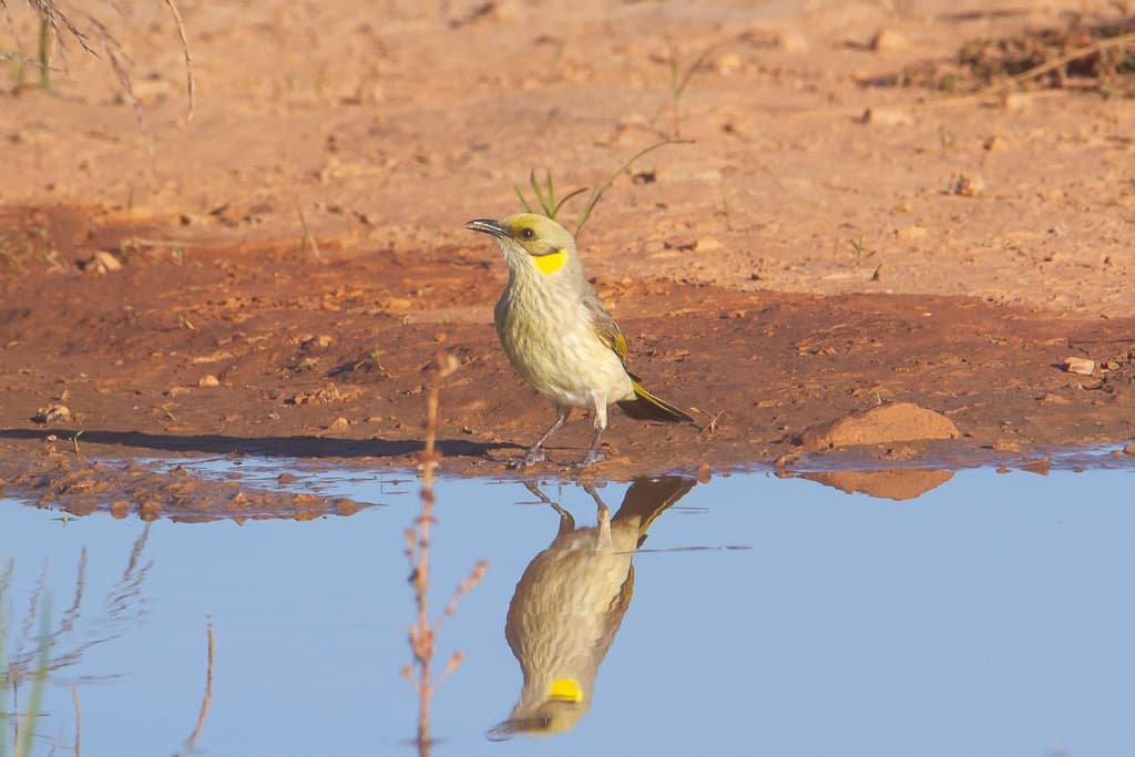 Grey-fronted Honeyeater