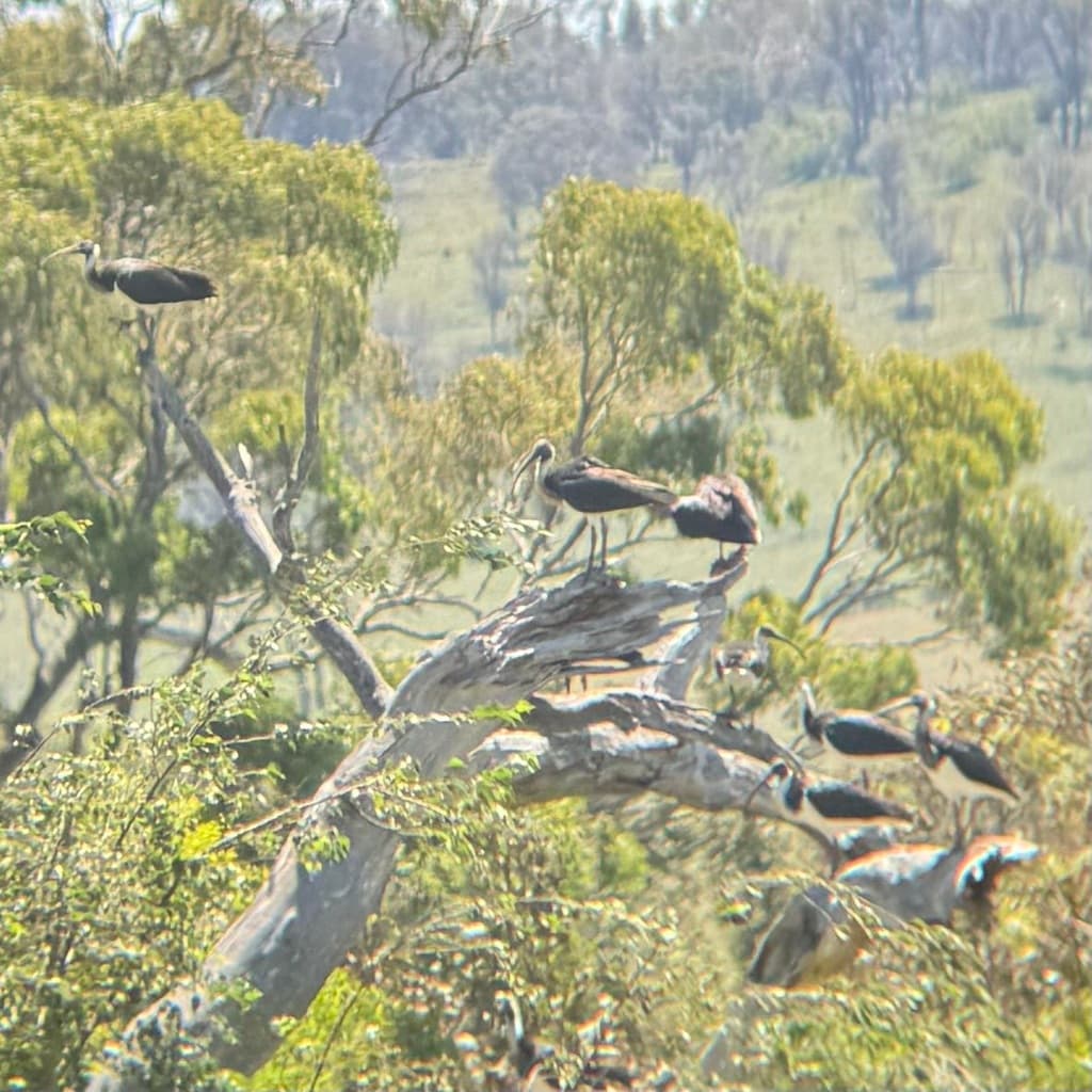 Straw-necked Ibis