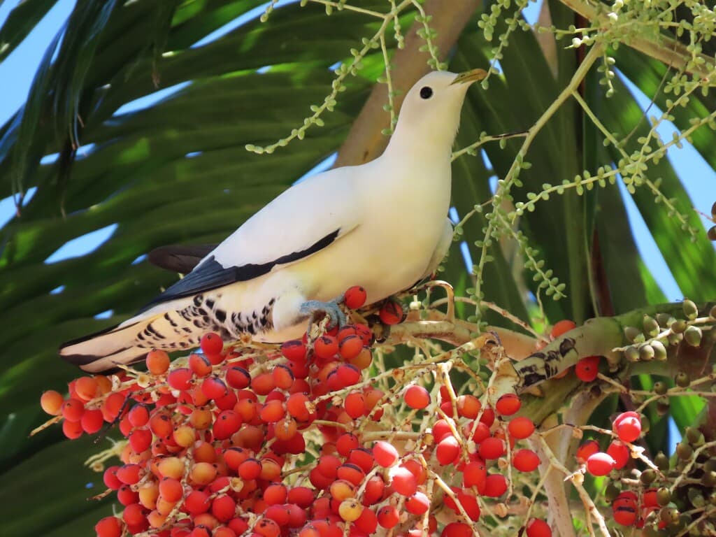 Torresian Imperial Pigeon