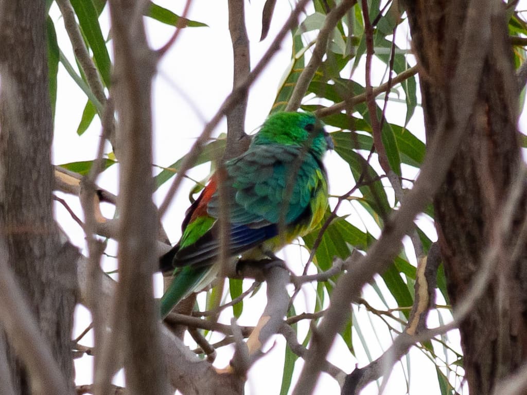 Red-rumped Parrot