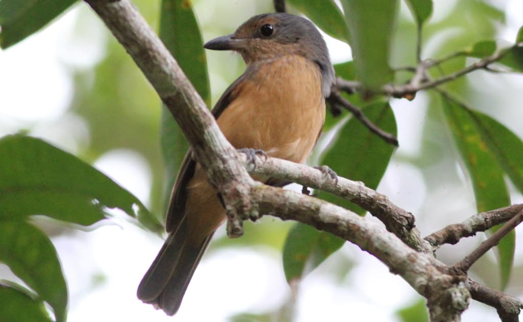 Bower's Shrikethrush