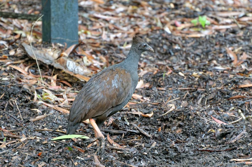 Orange-footed Scrubfowl
