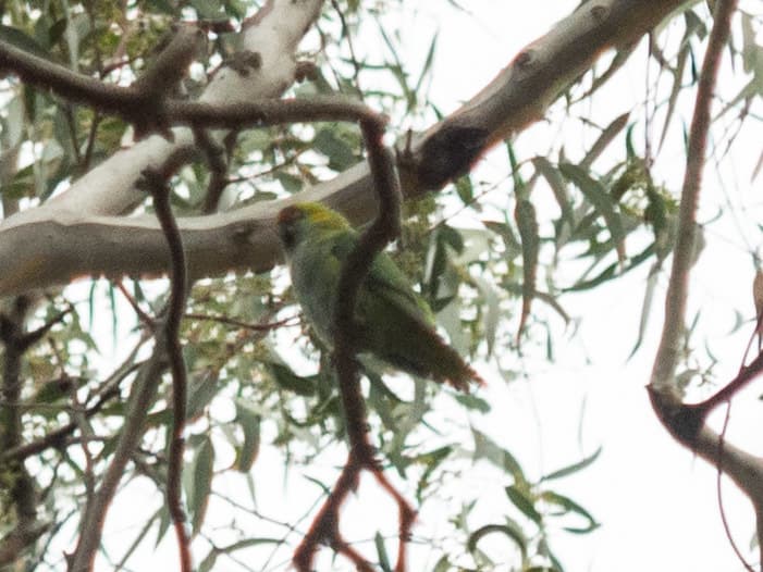 Purple-crowned Lorikeet