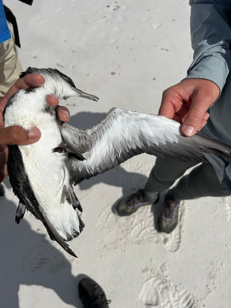 Fluttering Shearwater