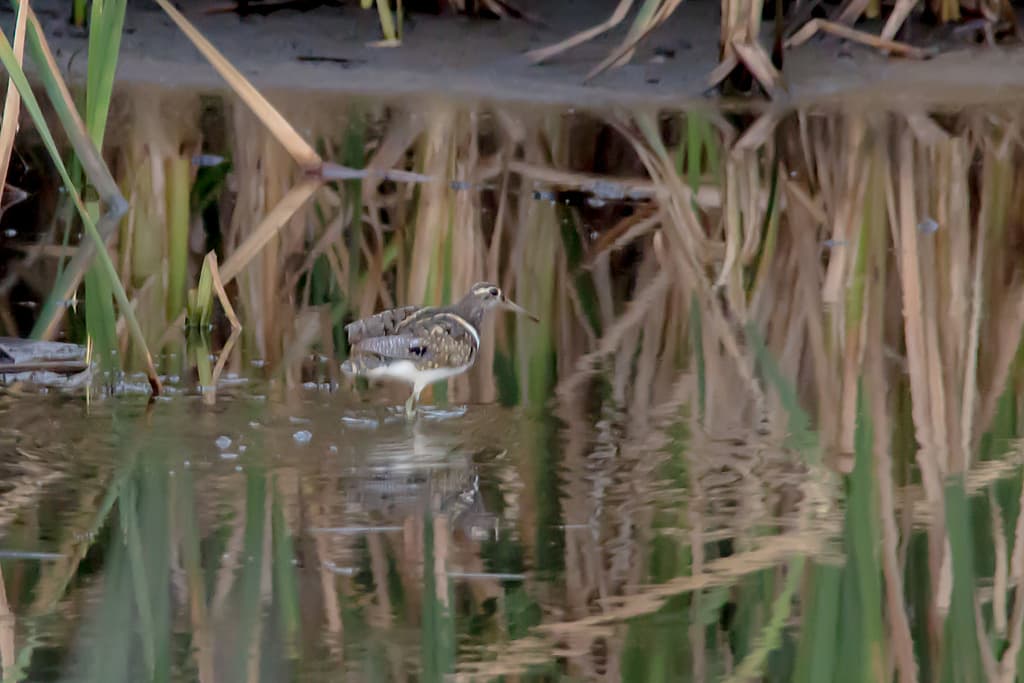 Australian Painted-snipe