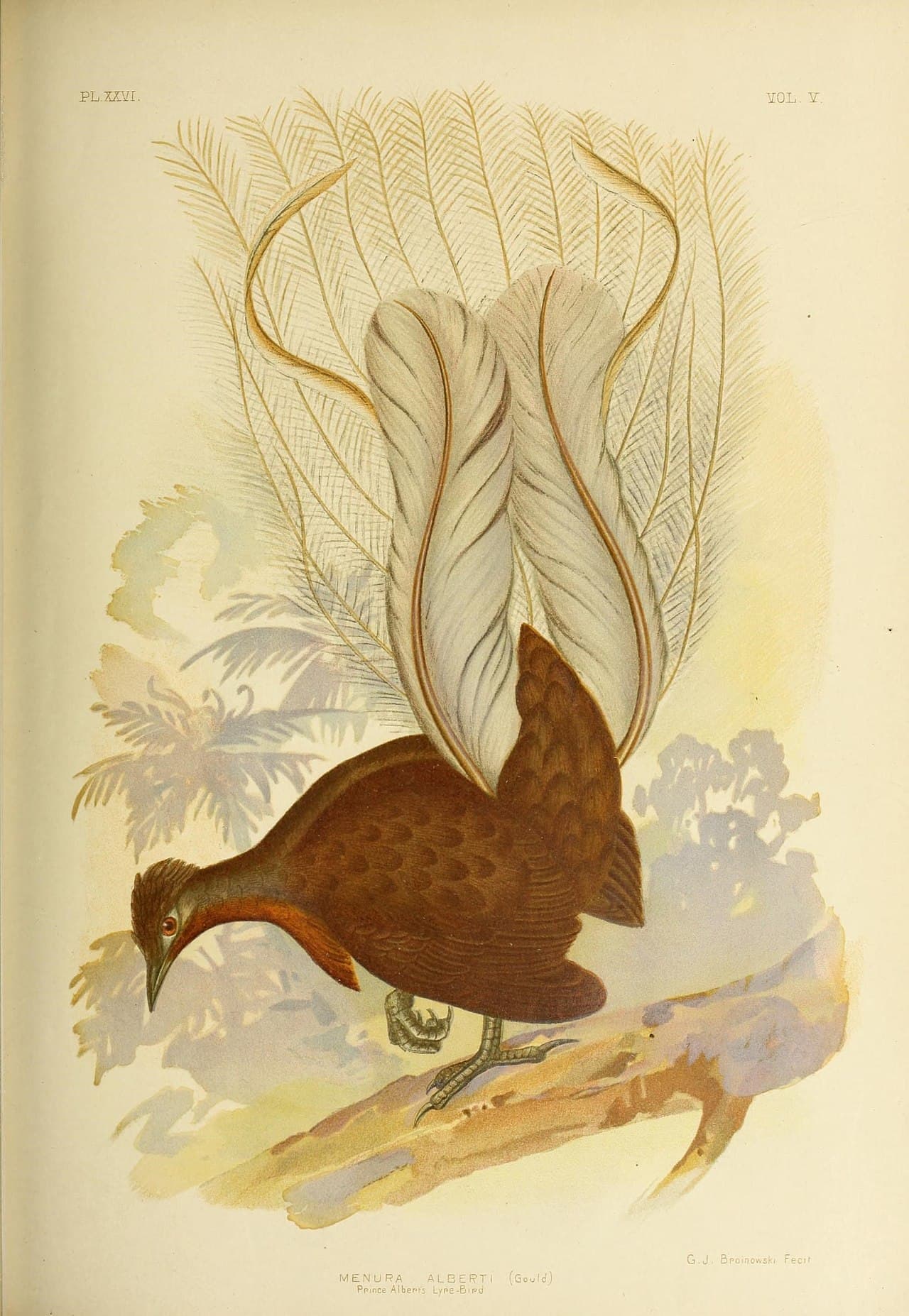 Albert's Lyrebird