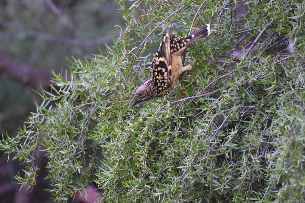Western Bowerbird