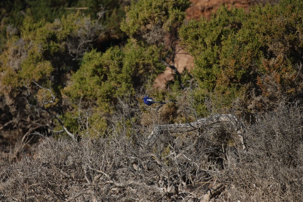 White-winged Fairywren