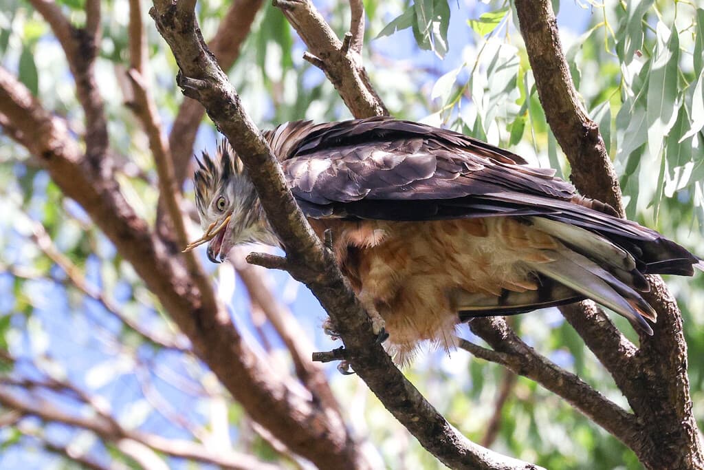 Square-tailed Kite