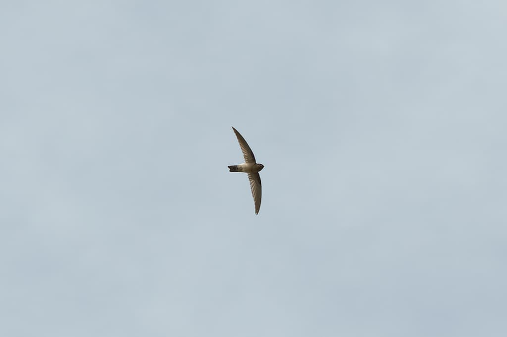 Australian Swiftlet