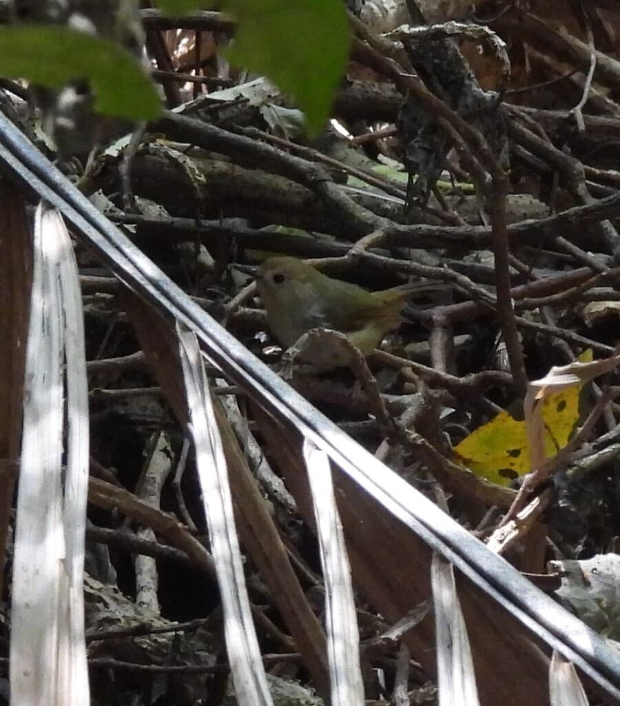 Large-billed Scrubwren