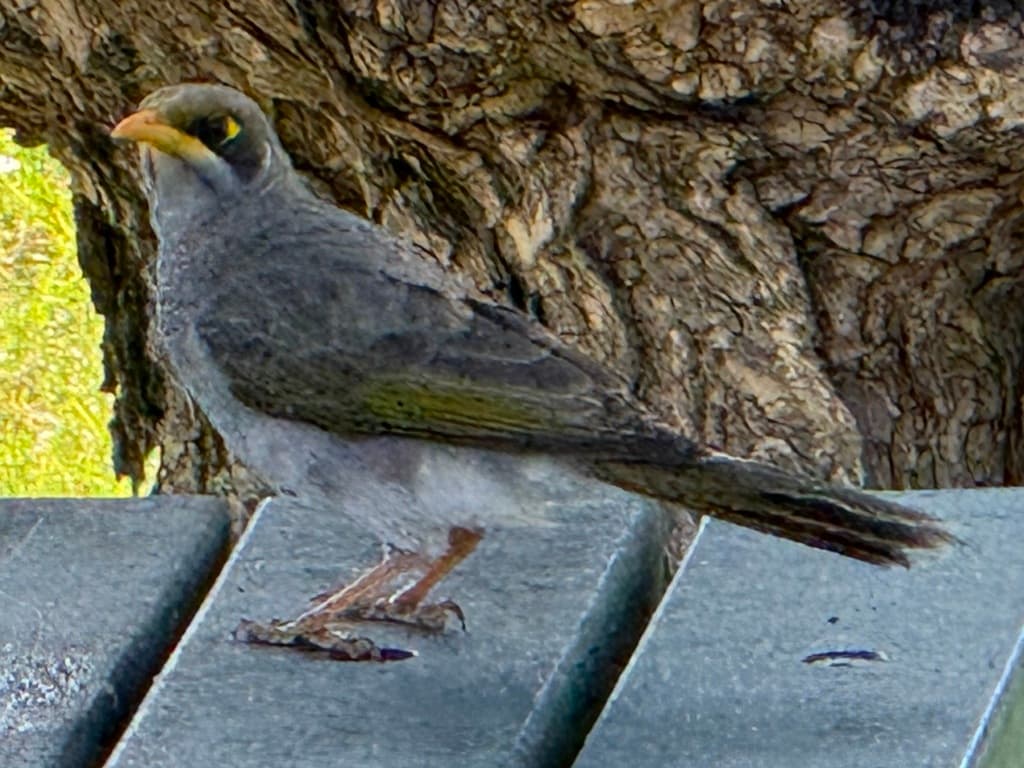 Yellow-throated Miner