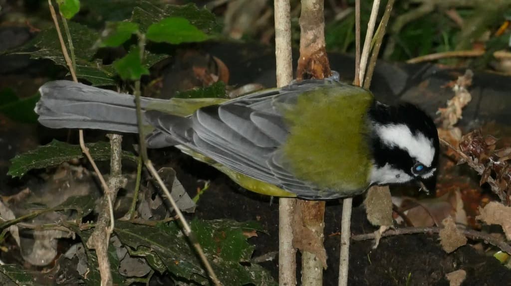 Eastern Shriketit