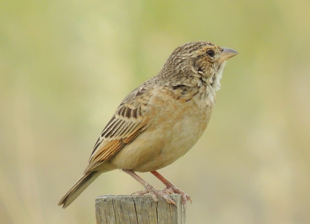 Singing Bush Lark