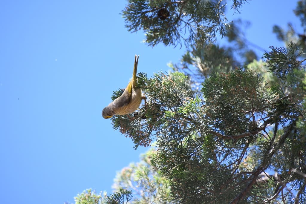 Grey-fronted Honeyeater
