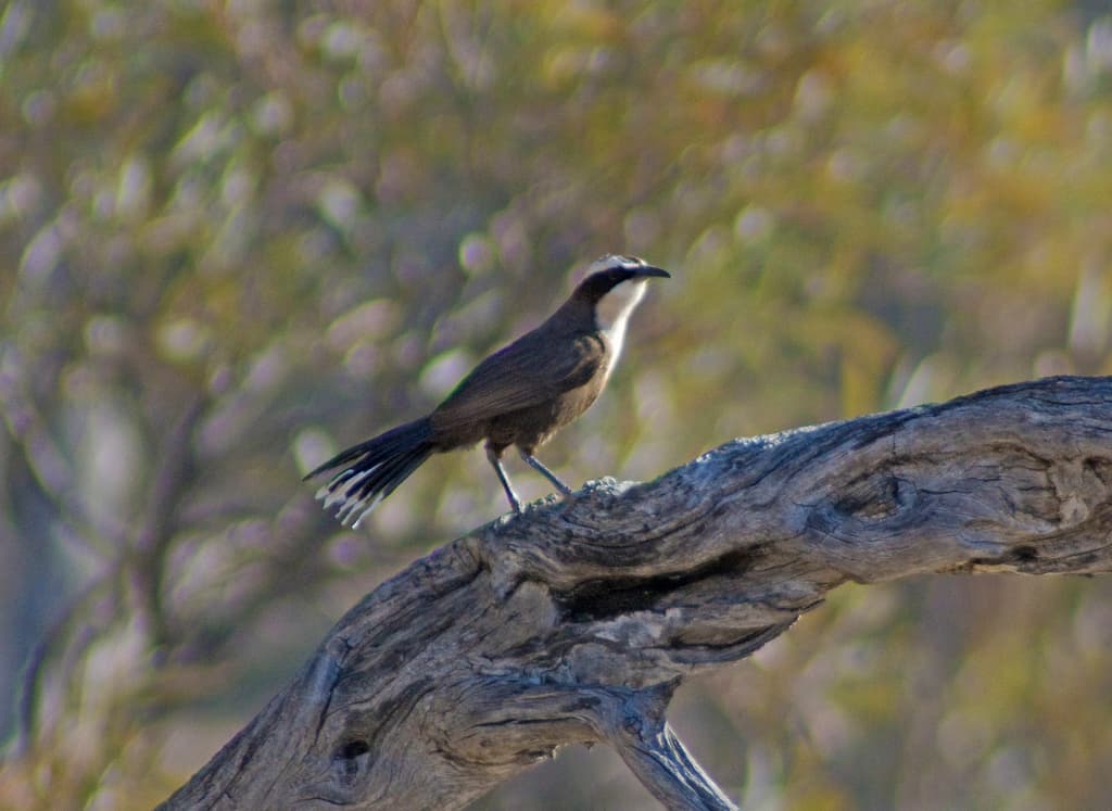 Hall's Babbler