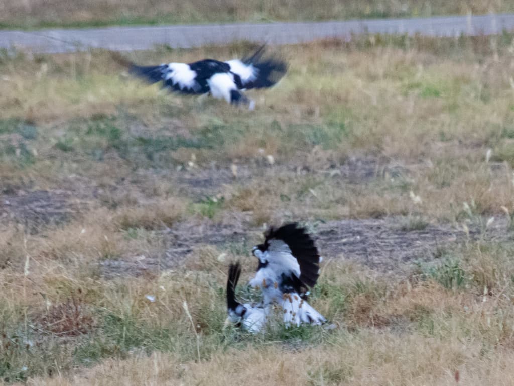 Magpie-lark