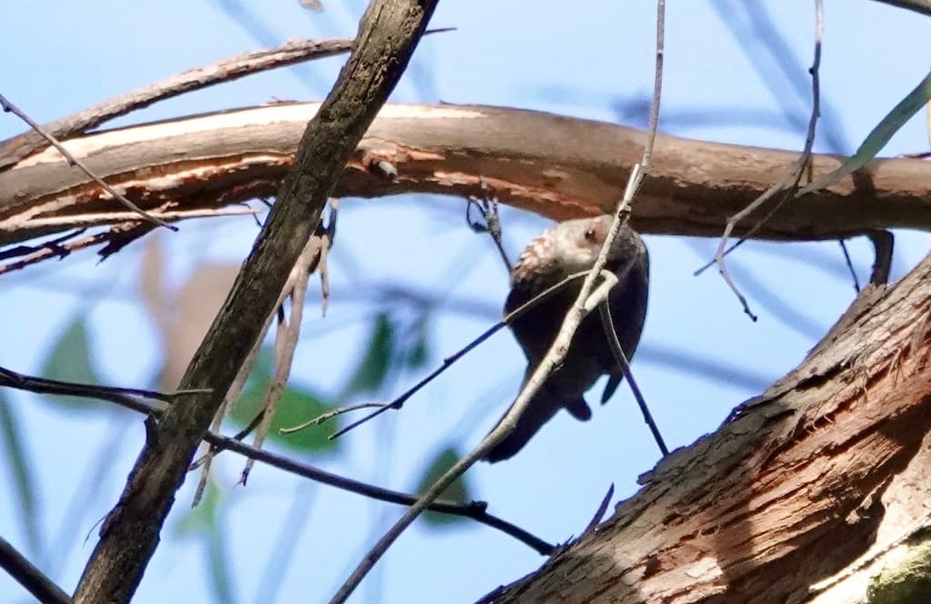 Red-browed Treecreeper
