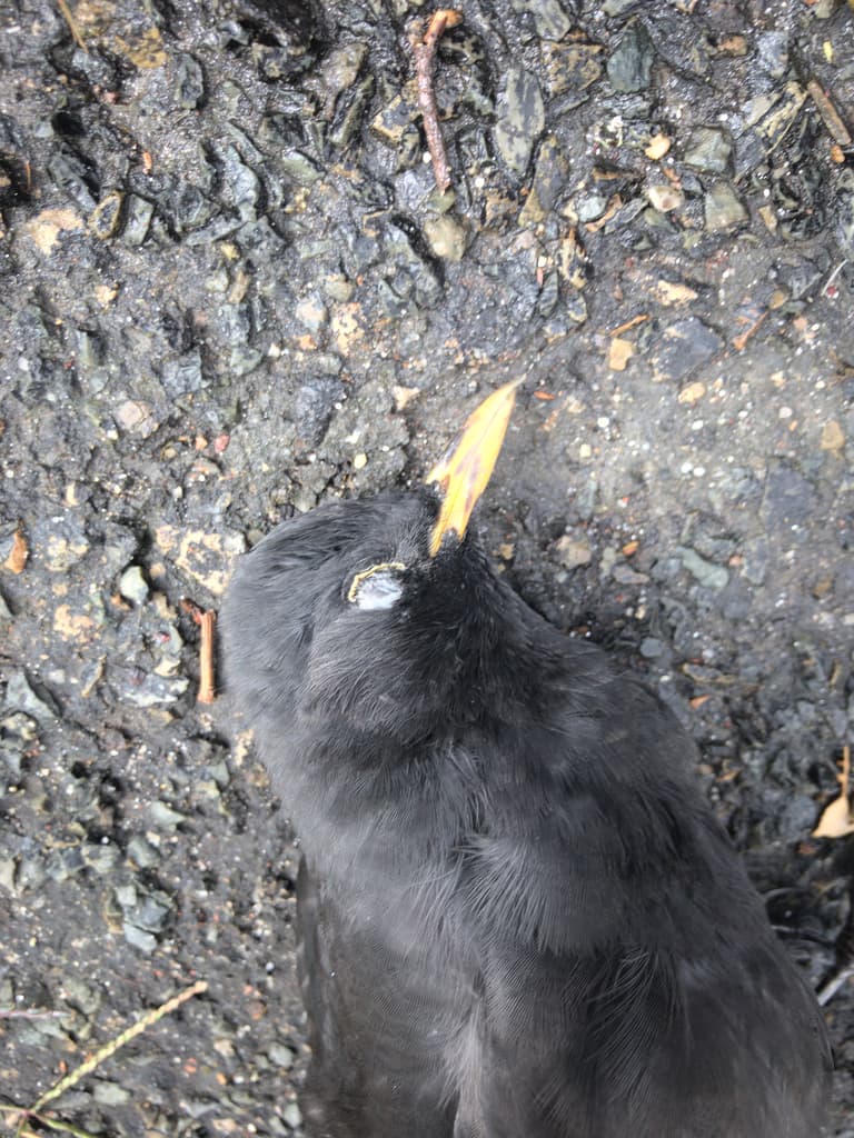 Common Blackbird