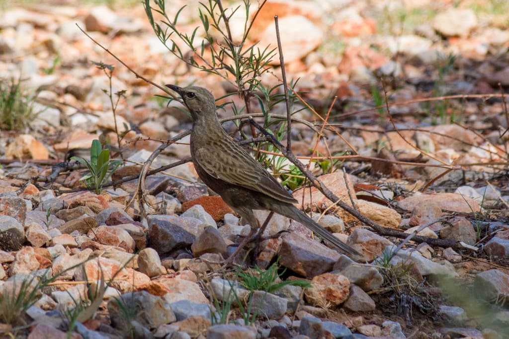 Brown Songlark