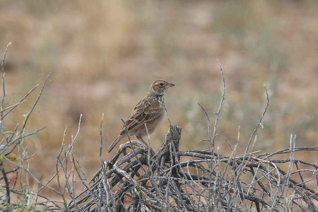 Singing Bush Lark