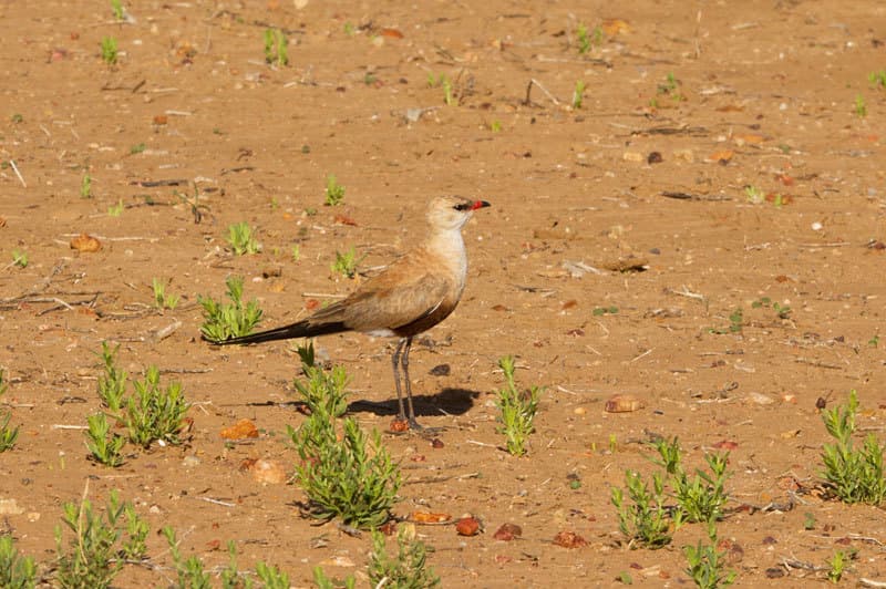 Australian Pratincole