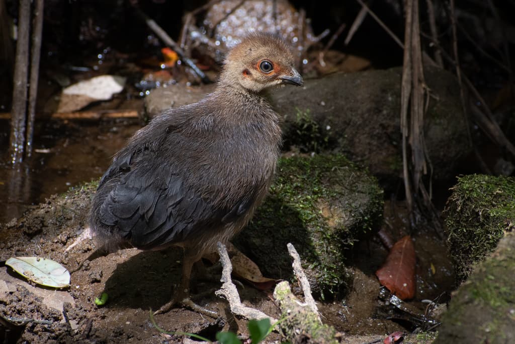 Australian Brushturkey