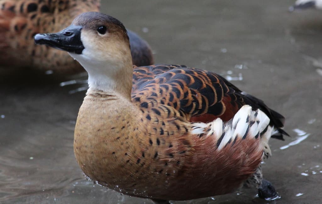Wandering Whistling Duck