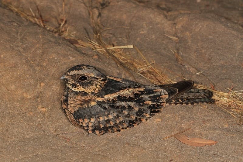 Spotted Nightjar