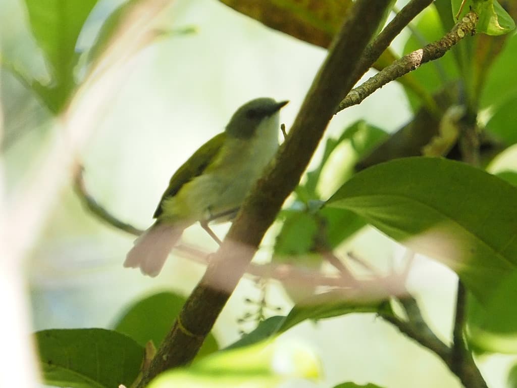 Green-backed Gerygone