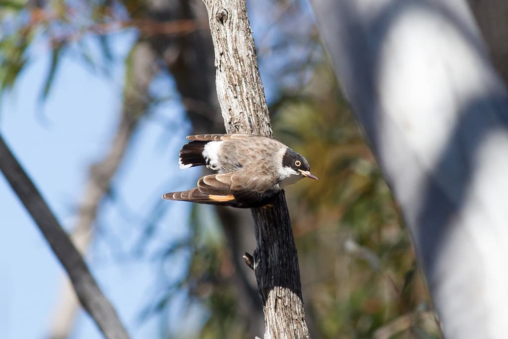 Varied Sittella