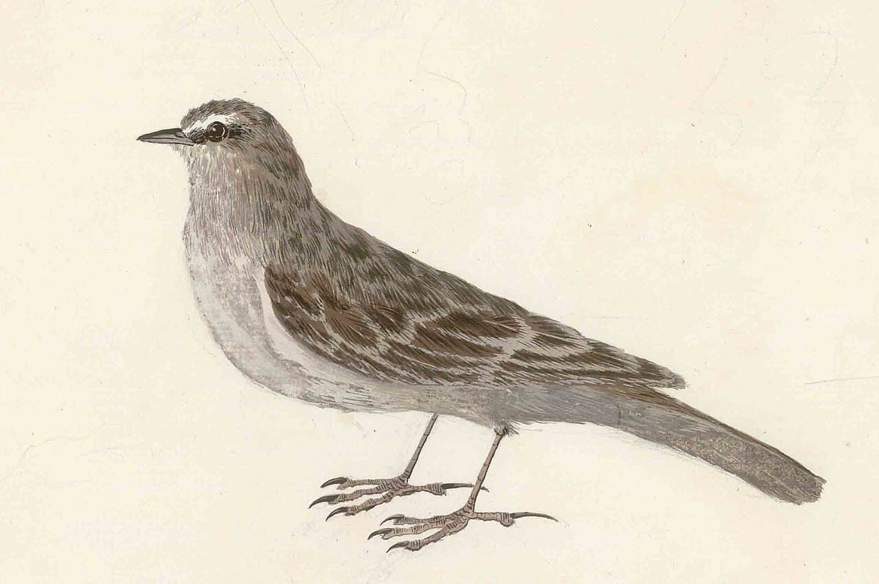Australian Pipit