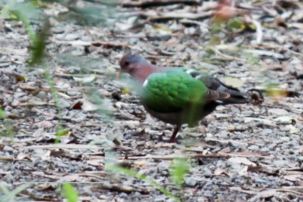 Common Emerald Dove