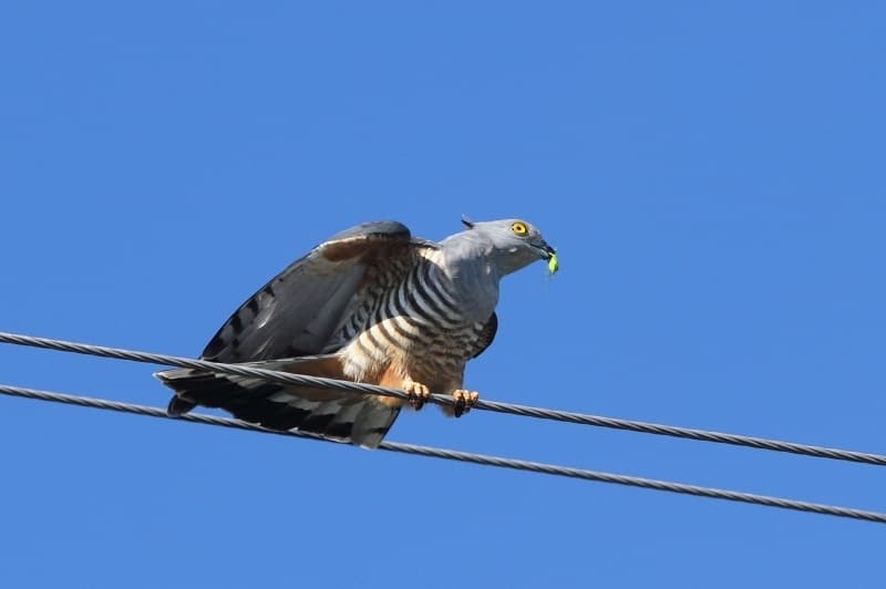 Pacific Baza