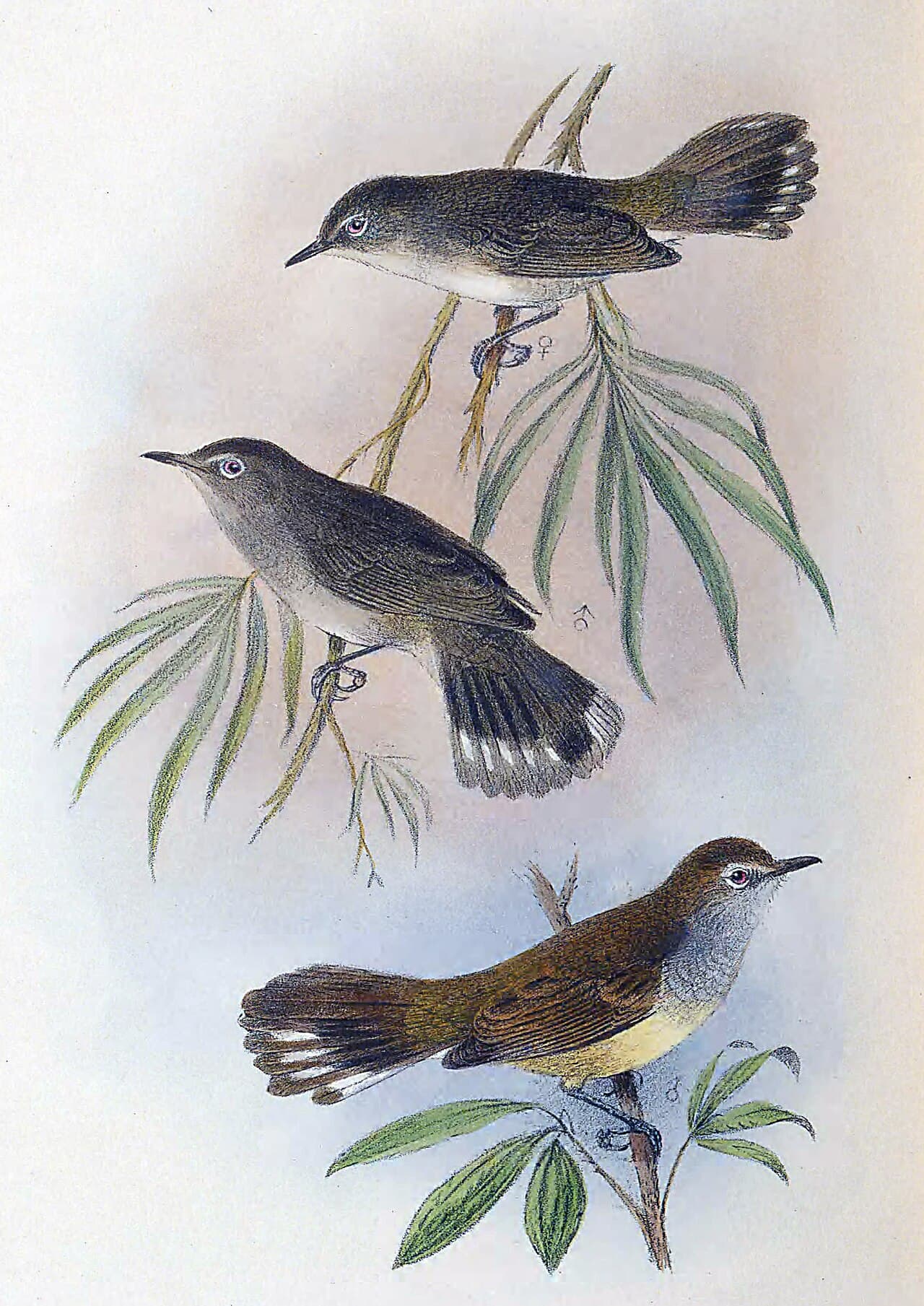 Norfolk Gerygone