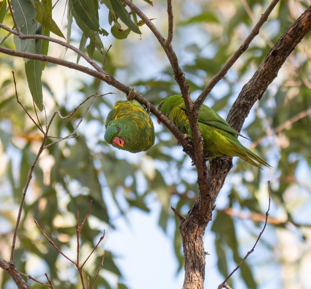 Scaly-breasted Lorikeet