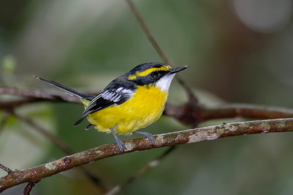 Yellow-breasted Boatbill