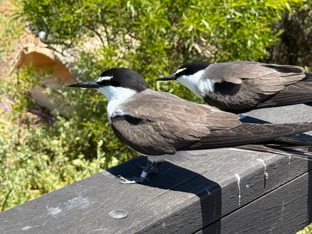 Bridled Tern