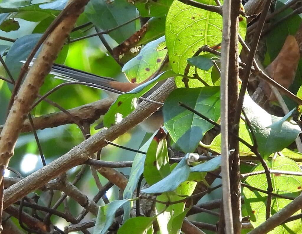 Arafura Fantail