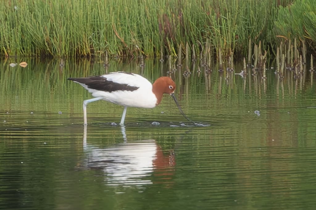 Red-necked Avocet