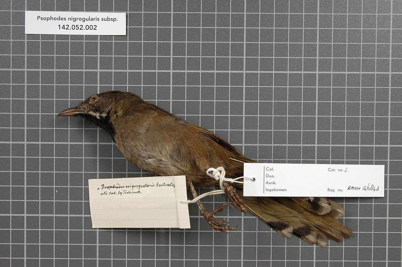 Western Whipbird